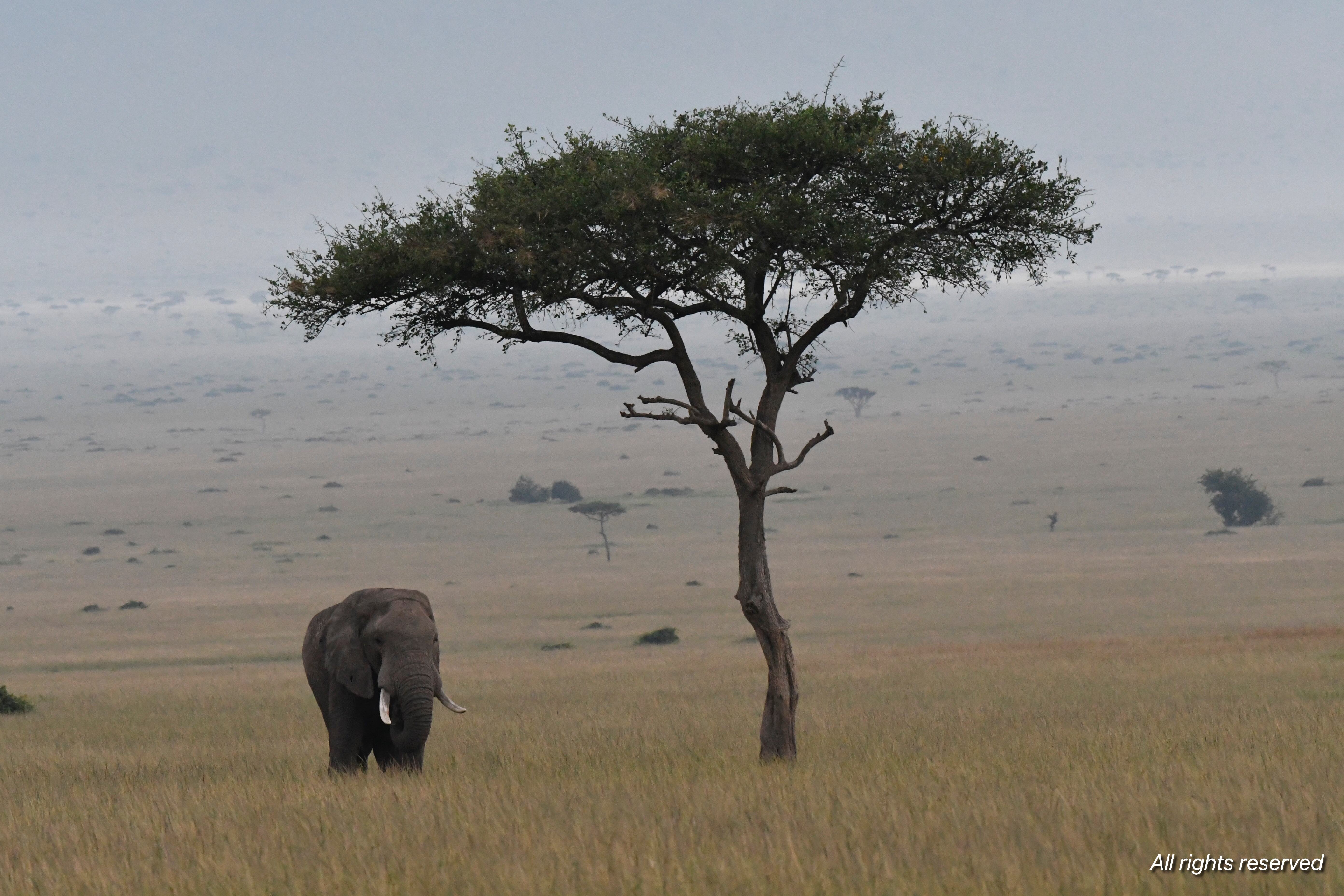 A lone elephant grazing beside a solitary acacia tree on a misty open plain